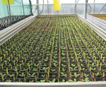 After testing several propagation methods and visiting our colleagues of the LIFE project ‘Arnikawiesen’ in Luxembourg, we have developed an adequate protocol to produce 2,100 healthy plants of Arnica montana that were transplanted at the age of two months in three populations of 700 individuals each.