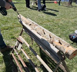 opening of the holes and introduction of the mycelium (dowels)