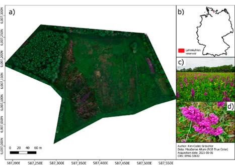 (a) Overview of the Lehmkuhlen reservoir; (b) location of the study area in Germany; (c) photograph illustrating the abundance of Dactylorhiza majalis during drone flight; (d) close-up picture of a Dactylorhiza majalis inflorescence.