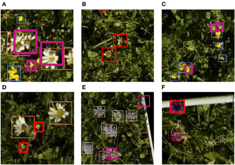 Selection of typical mispredictions. All thin bounding boxes are correct predictions. The bold red bounding boxes denote false positive and the bold violet bounding boxes denote false negative predictions. There are various explanations for the mispredictions: Overlapping flowers (A), partially withered flowers (B,E), collections of flowers (C), missing ground truth annotations (D) and flowers that are missing in the training data (F).