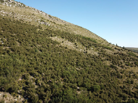 Typical invasion of Hakea on a grassy slope with other scattered shrubs